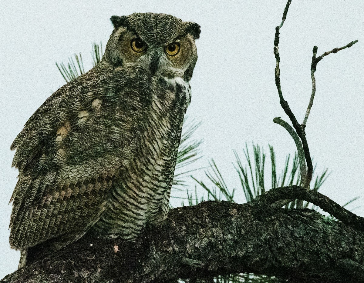Great Horned Owl - ML641258900