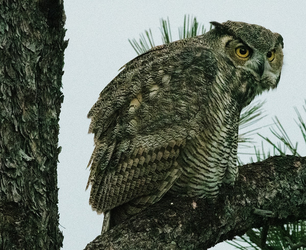 Great Horned Owl - ML641258921