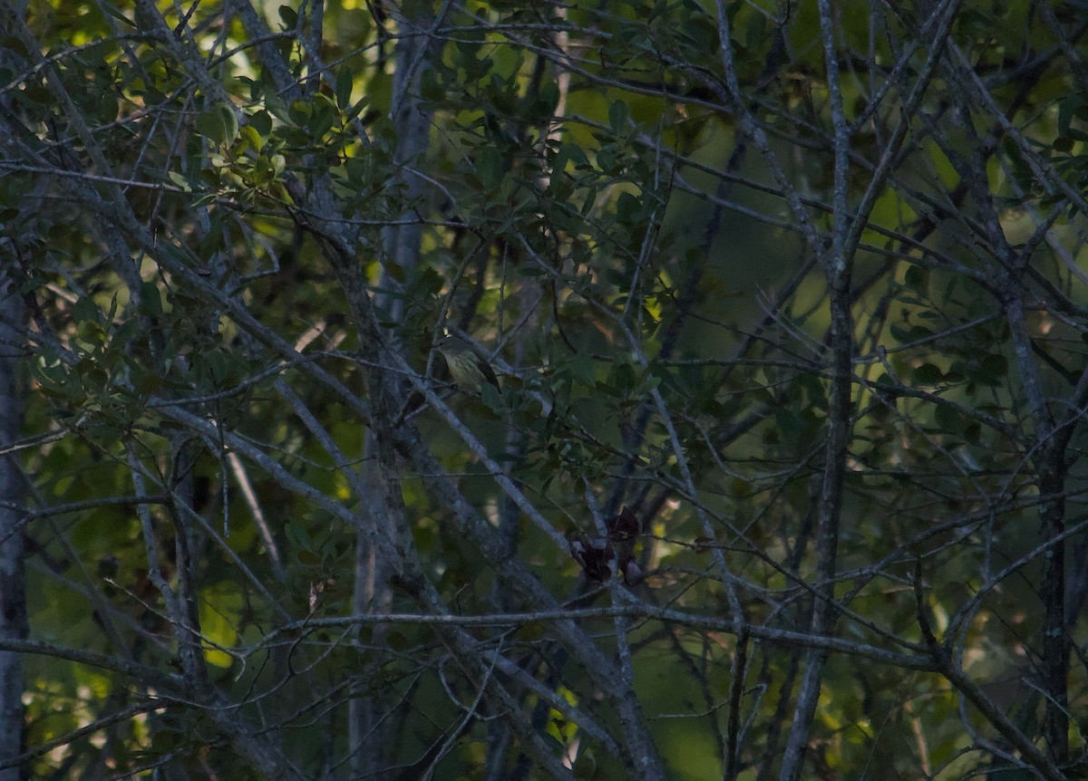 Cape May Warbler - ML641258925