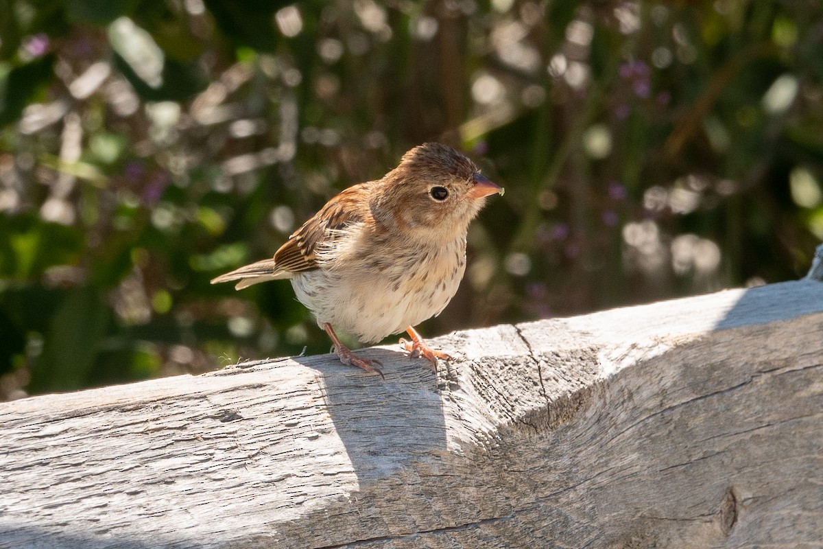 Field Sparrow - ML641258927