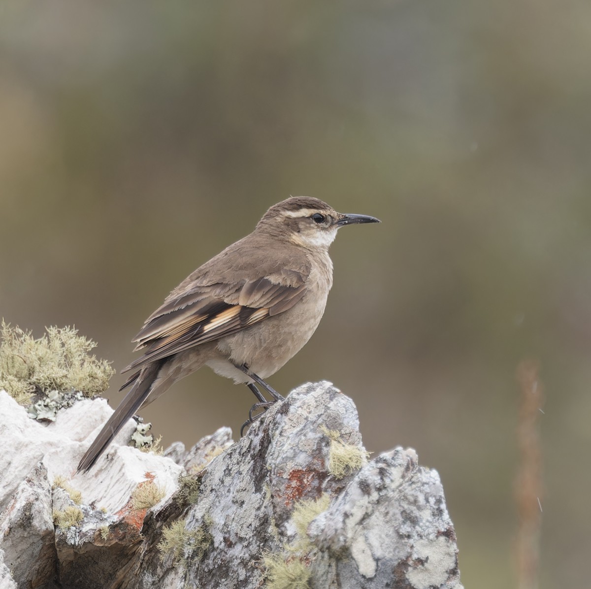stjertbergkall (espinhacensis) - ML641258930