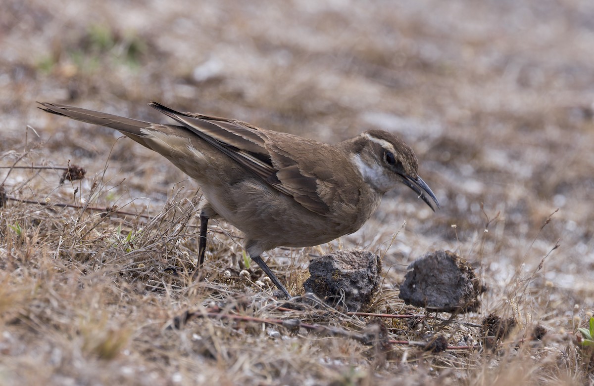 stjertbergkall (espinhacensis) - ML641258933