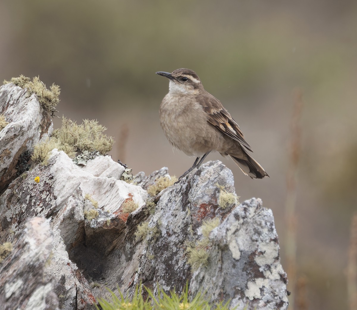 stjertbergkall (espinhacensis) - ML641258934