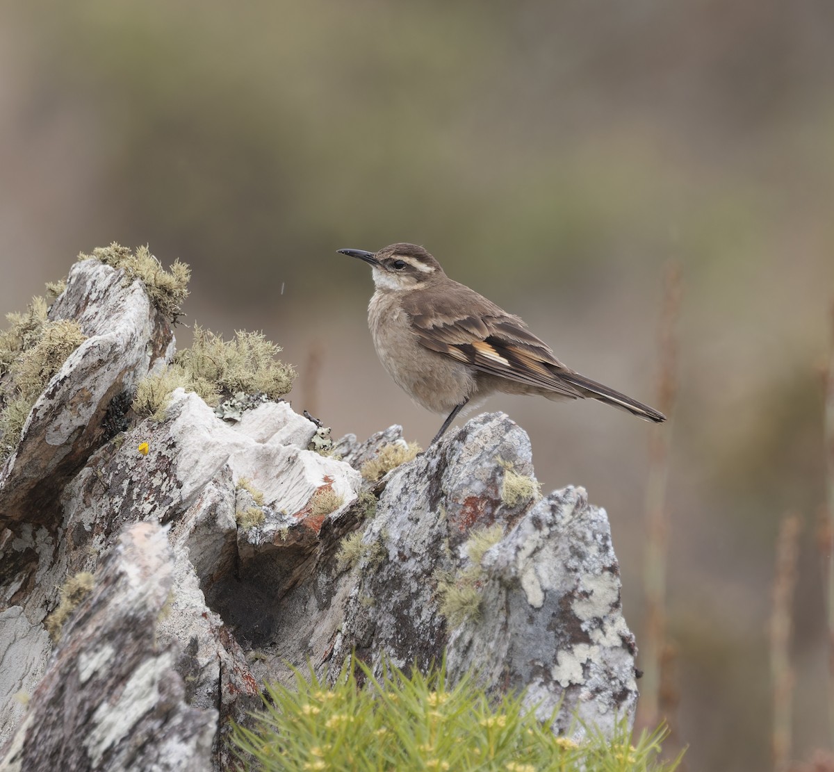 stjertbergkall (espinhacensis) - ML641258935