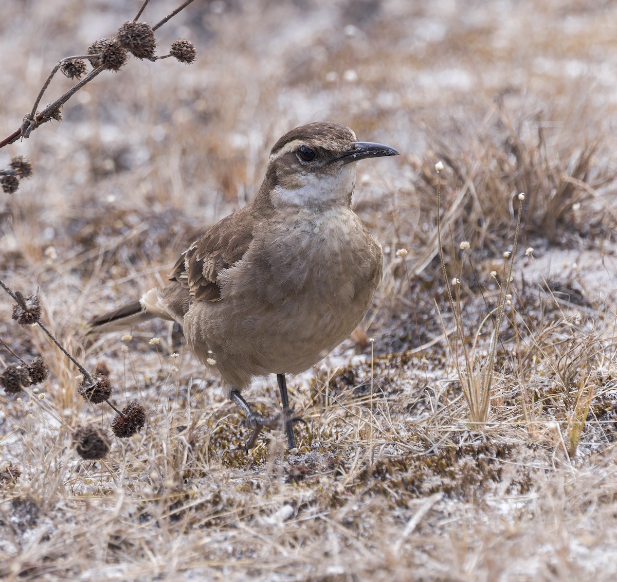 stjertbergkall (espinhacensis) - ML641258938