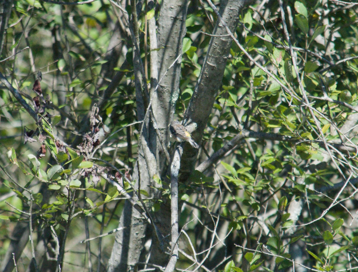 Yellow-rumped Warbler - ML641258987