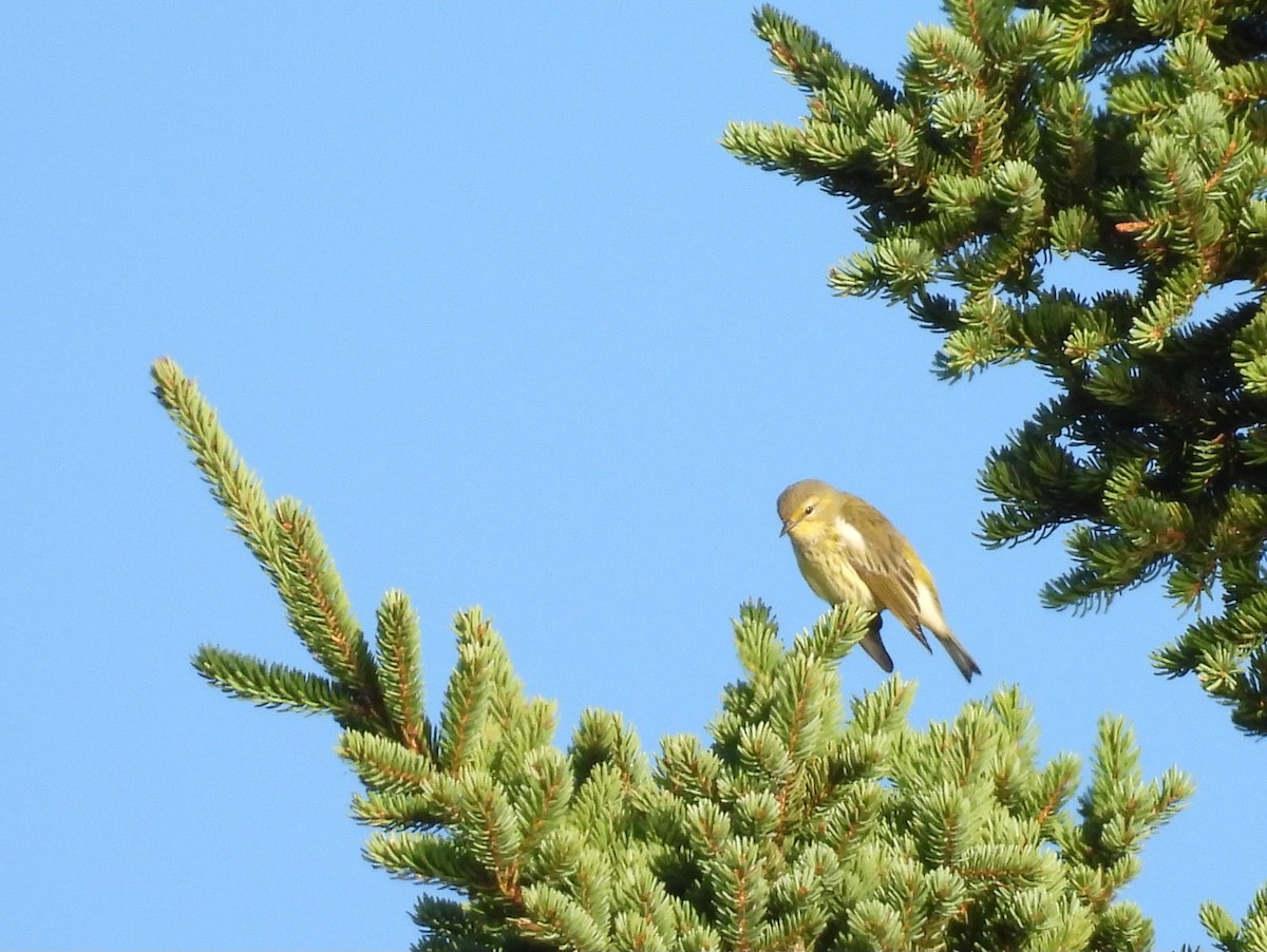 Cape May Warbler - ML641258988