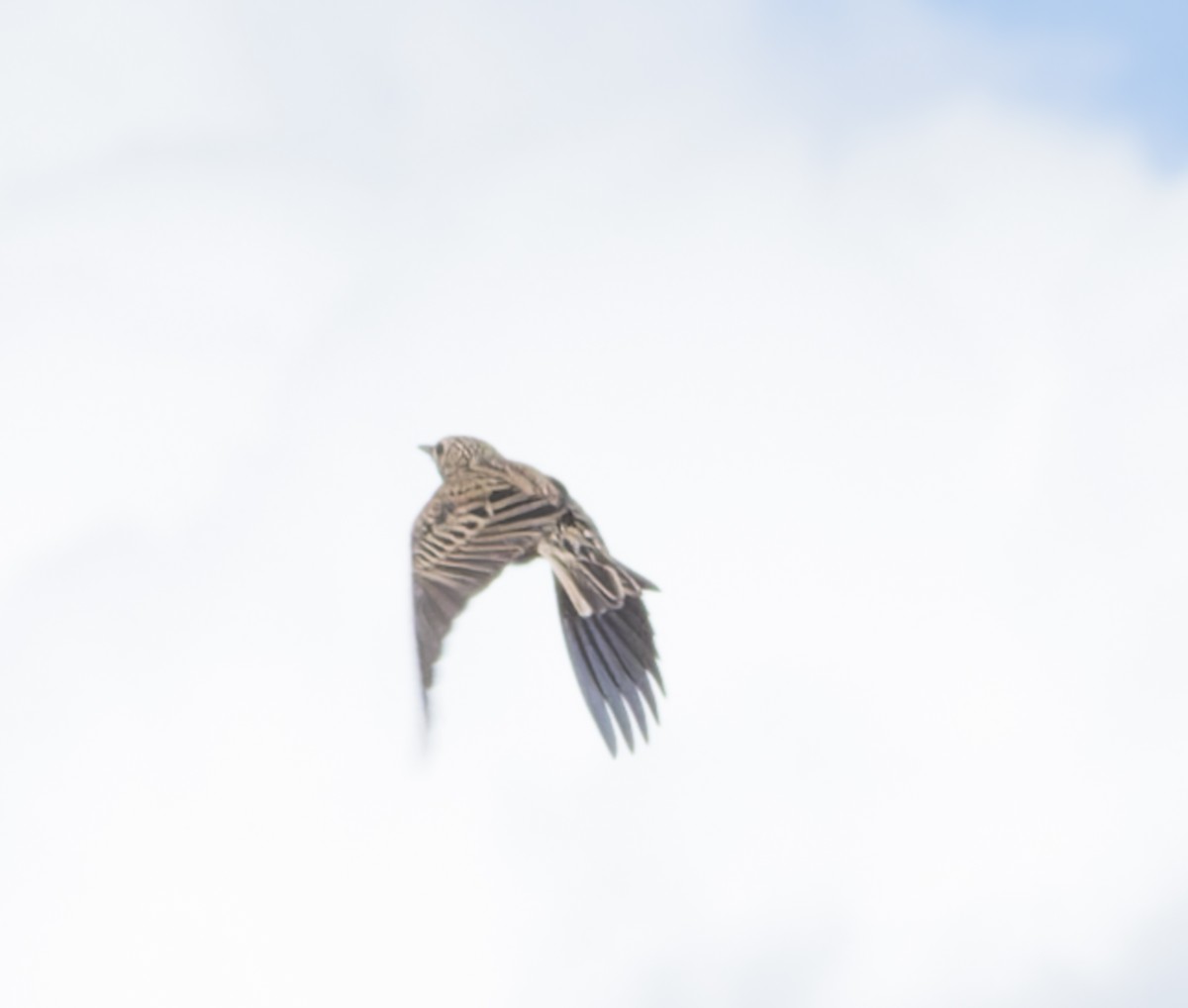 Pipit de Hellmayr - ML641259028