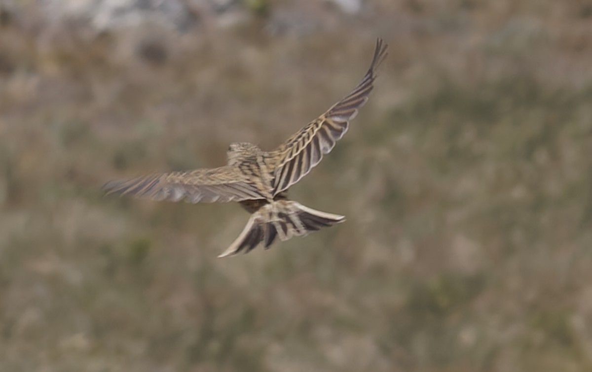 Pipit de Hellmayr - ML641259029