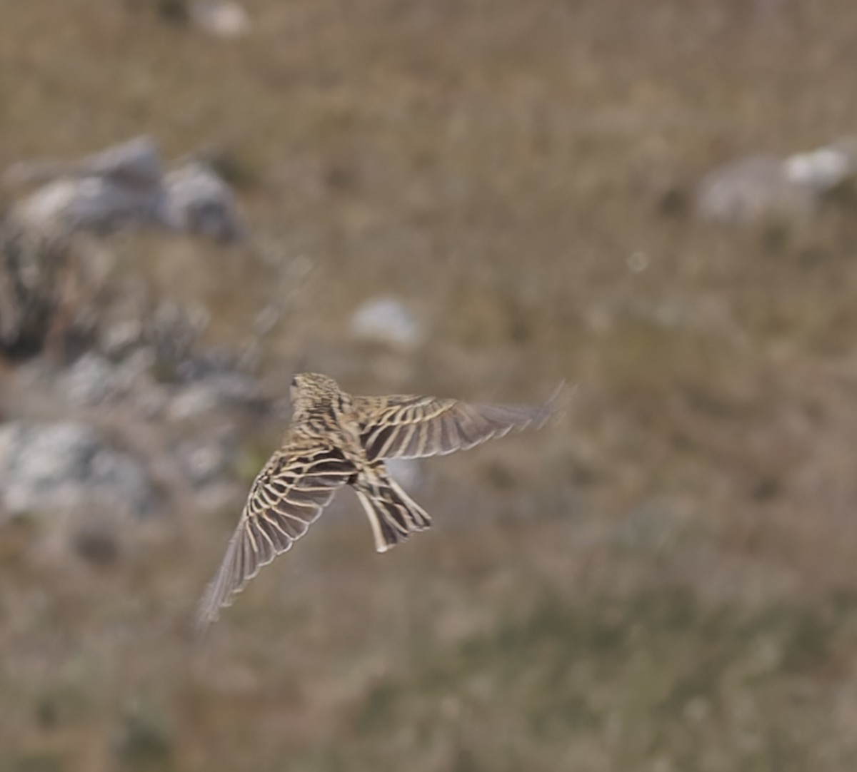 Pipit de Hellmayr - ML641259030
