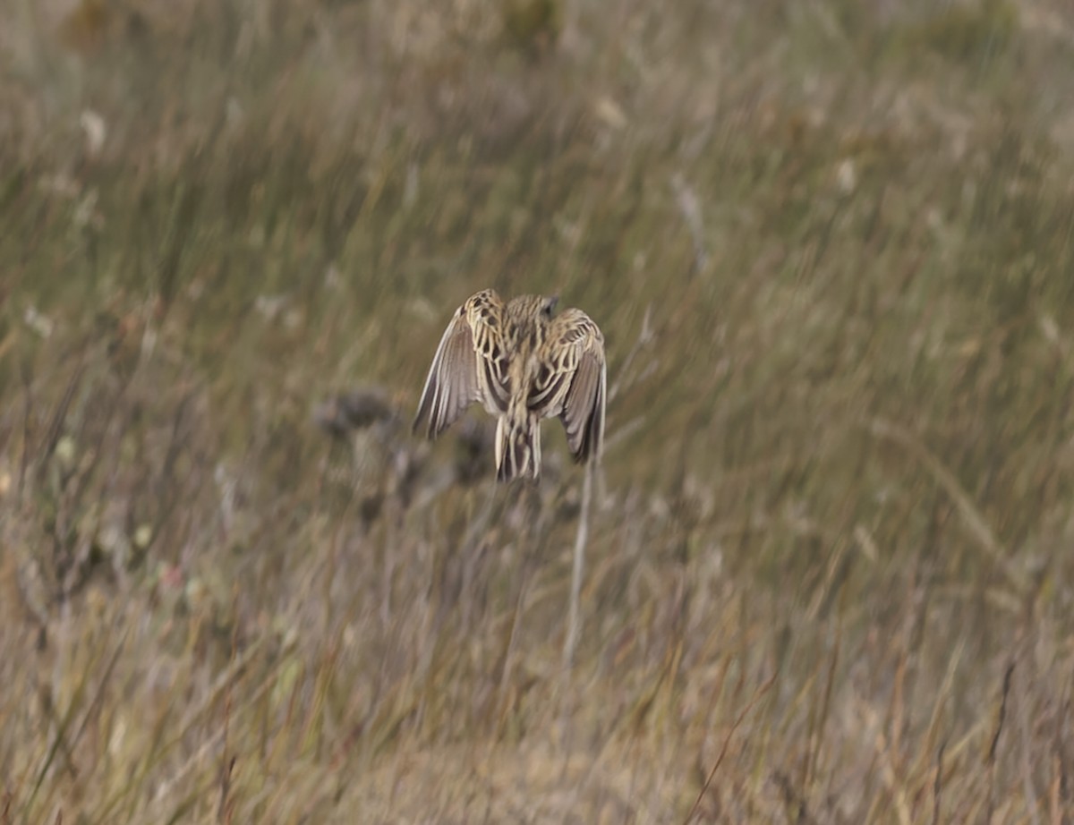 Pipit de Hellmayr - ML641259031