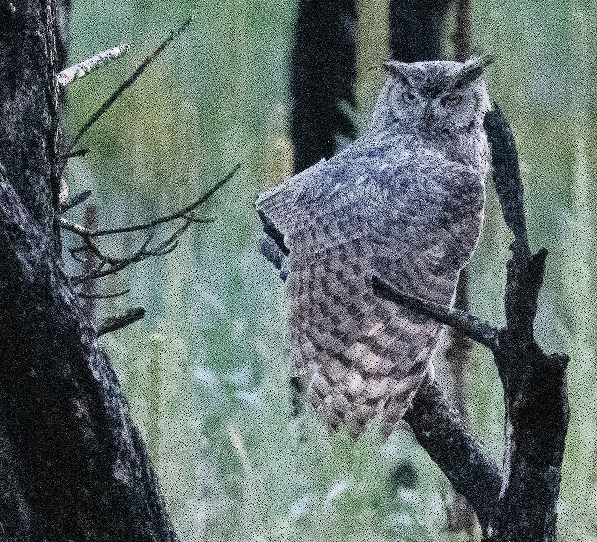 Great Horned Owl - ML641259033