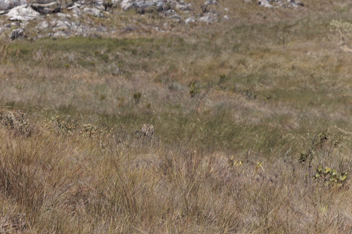 Pipit de Hellmayr - ML641259034
