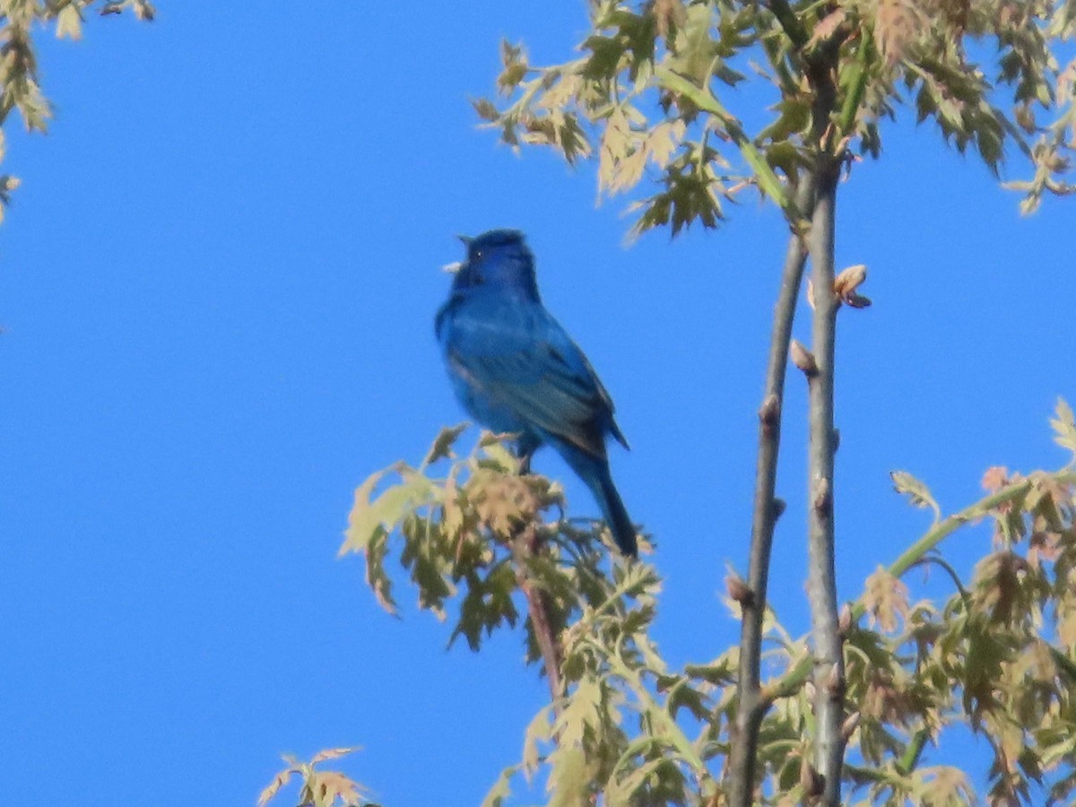 Indigo Bunting - ML641259044