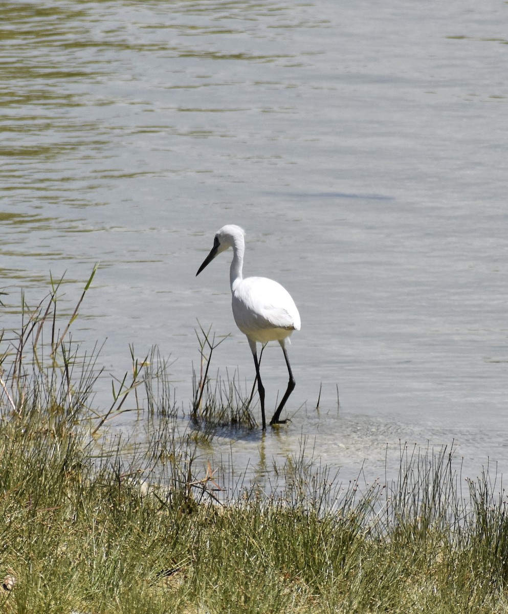 Little Blue Heron - ML641259051