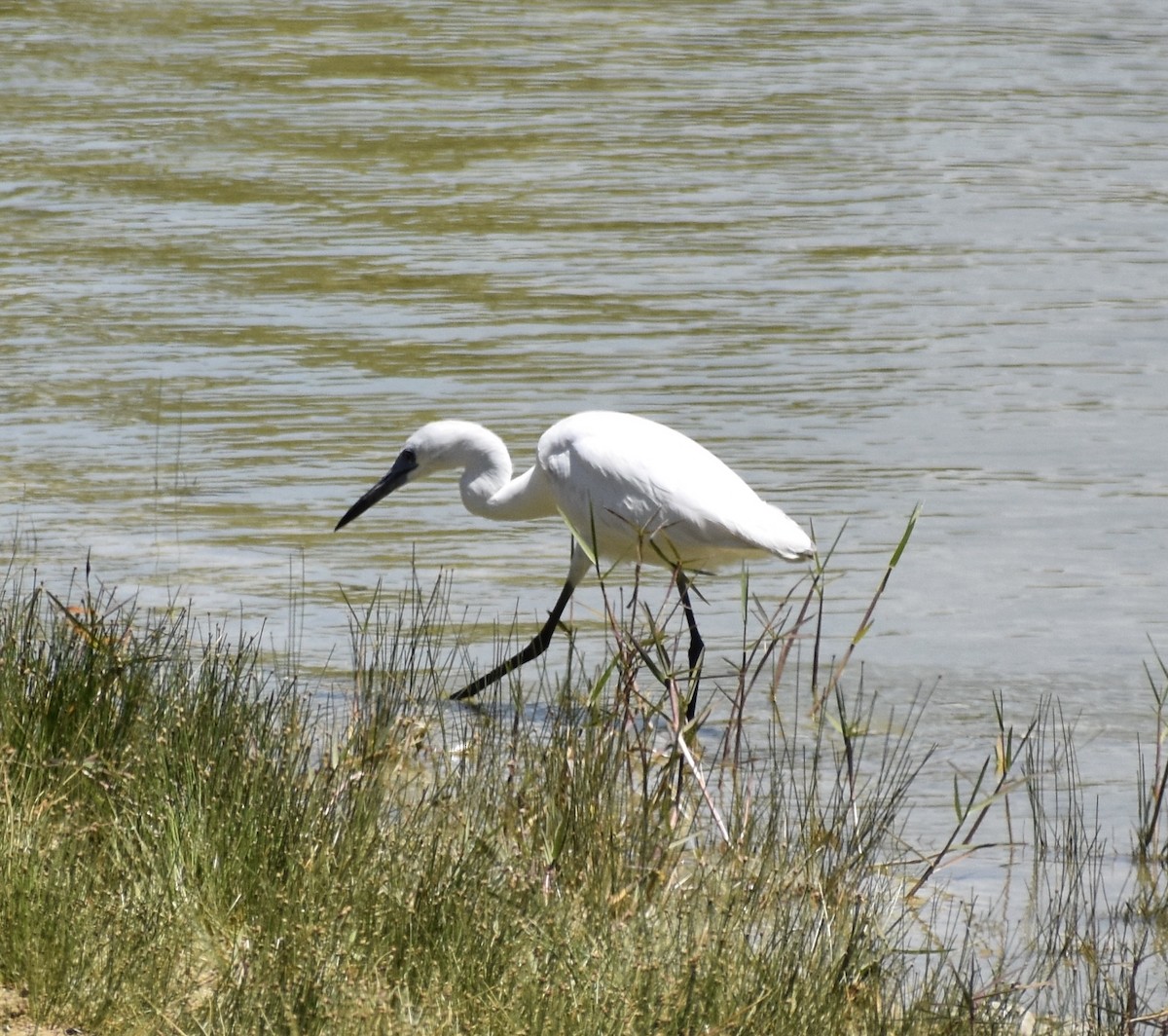Little Blue Heron - ML641259052