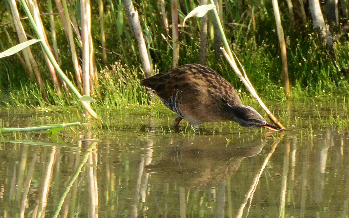 Virginia Rail - ML641259055