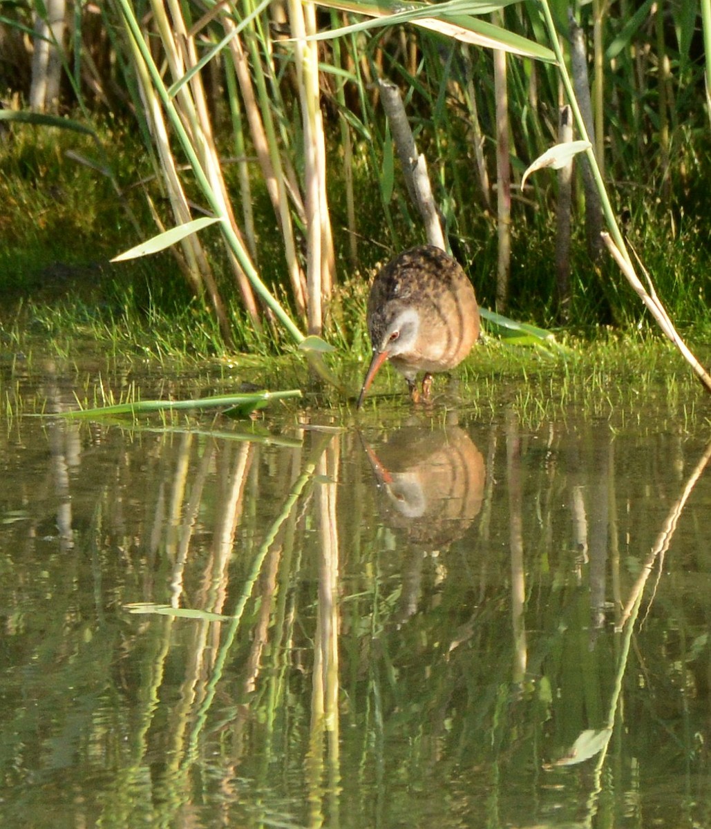 Virginia Rail - ML641259056