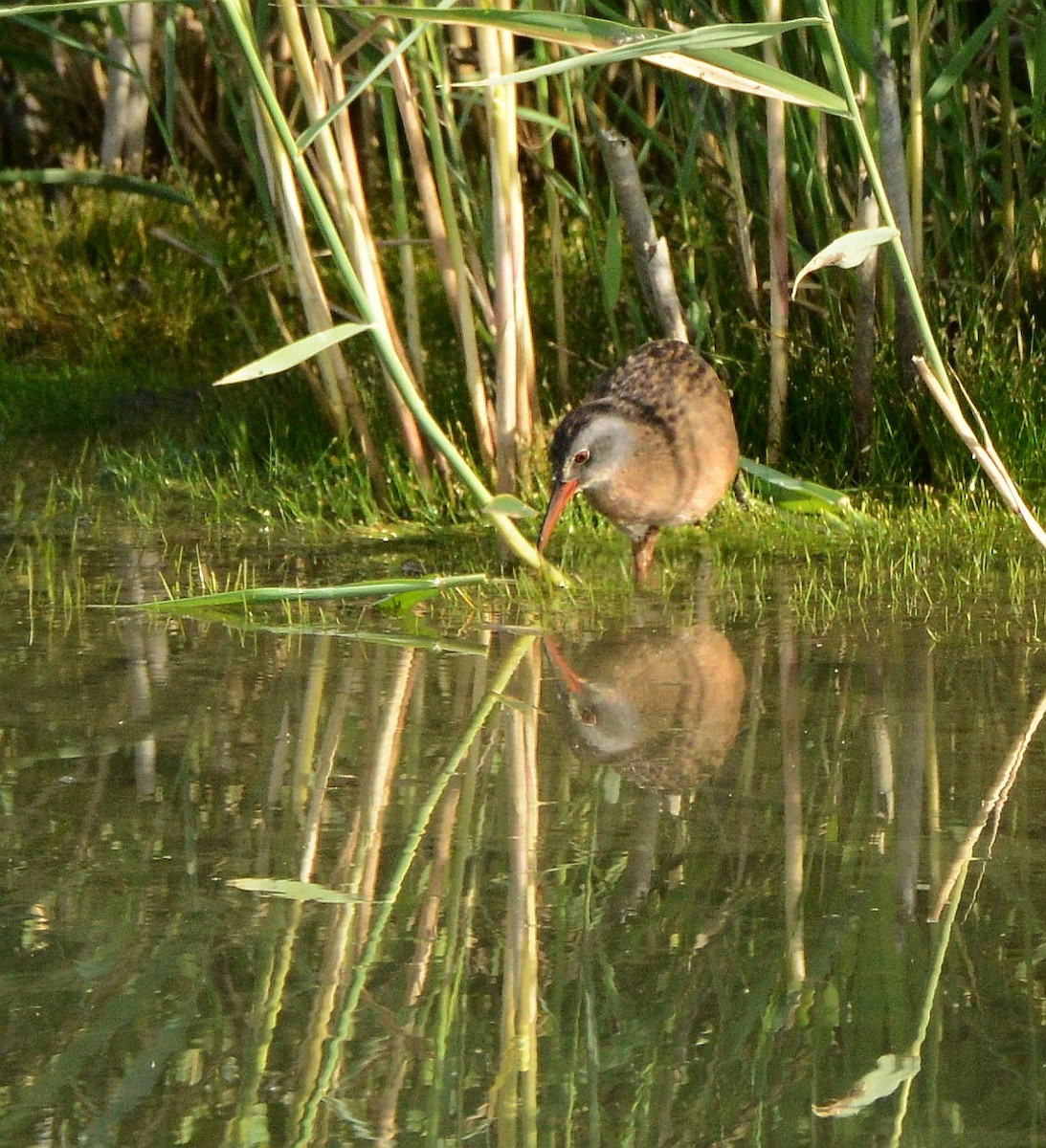 Virginia Rail - ML641259057