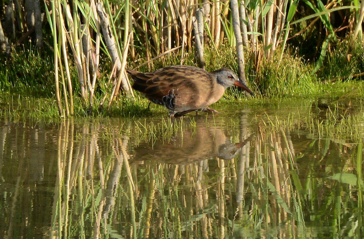 Virginia Rail - ML641259058
