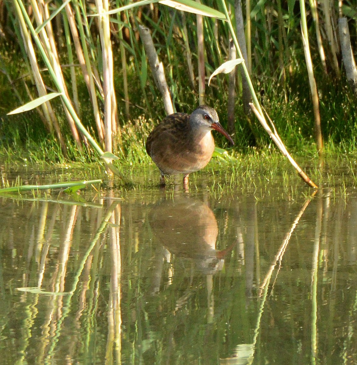 Virginia Rail - ML641259060