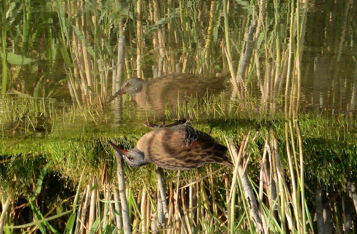 Virginia Rail - ML641259061