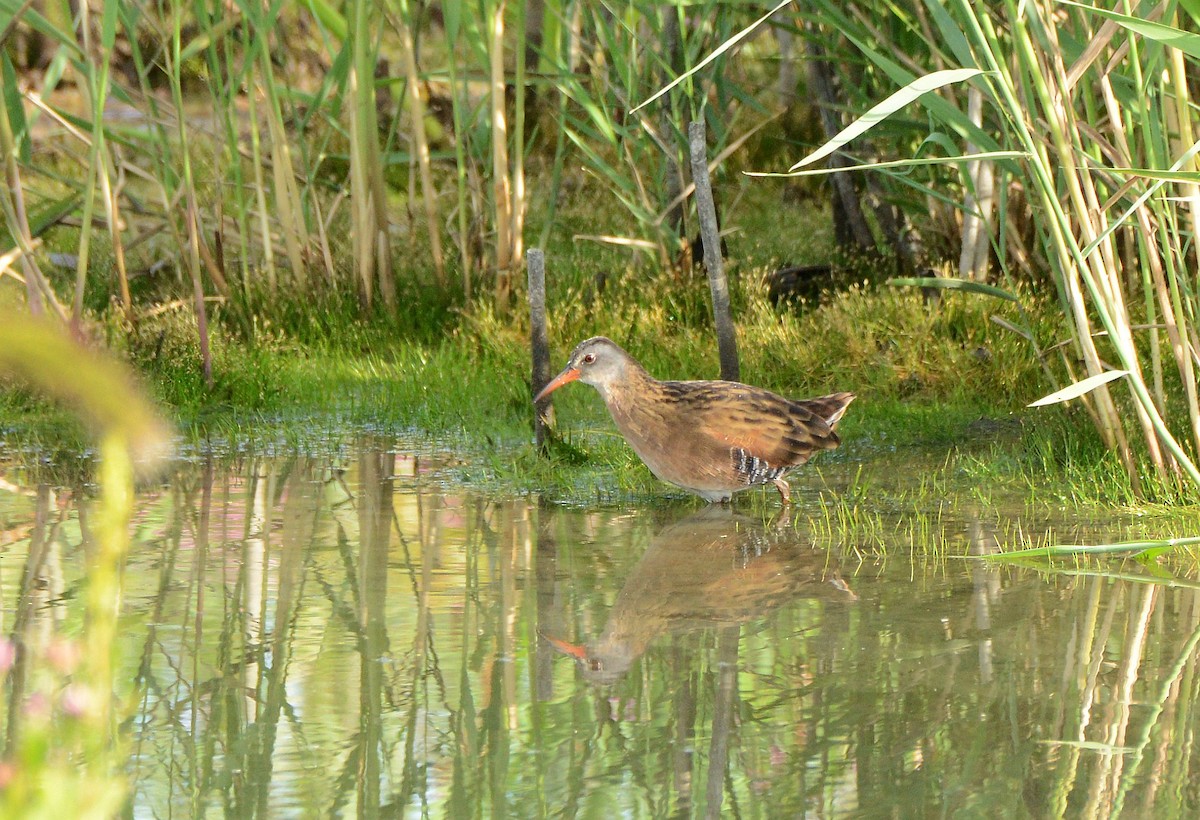 Virginia Rail - ML641259066