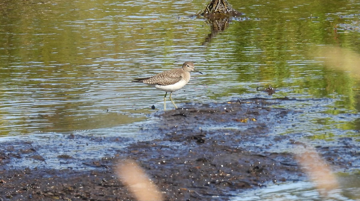 Solitary Sandpiper - ML641259144