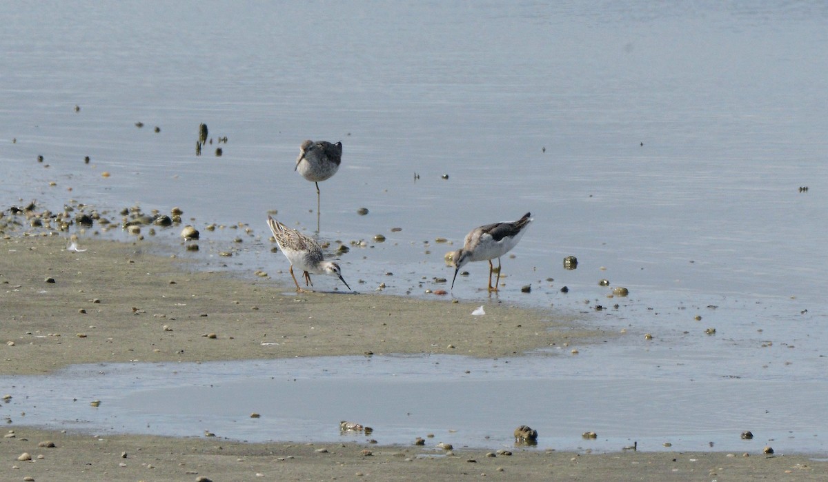 Wilson's Phalarope - ML641259159