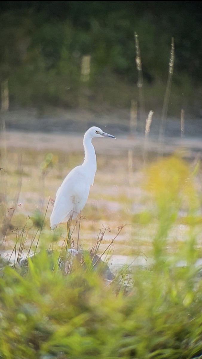 Little Blue Heron - ML641259164