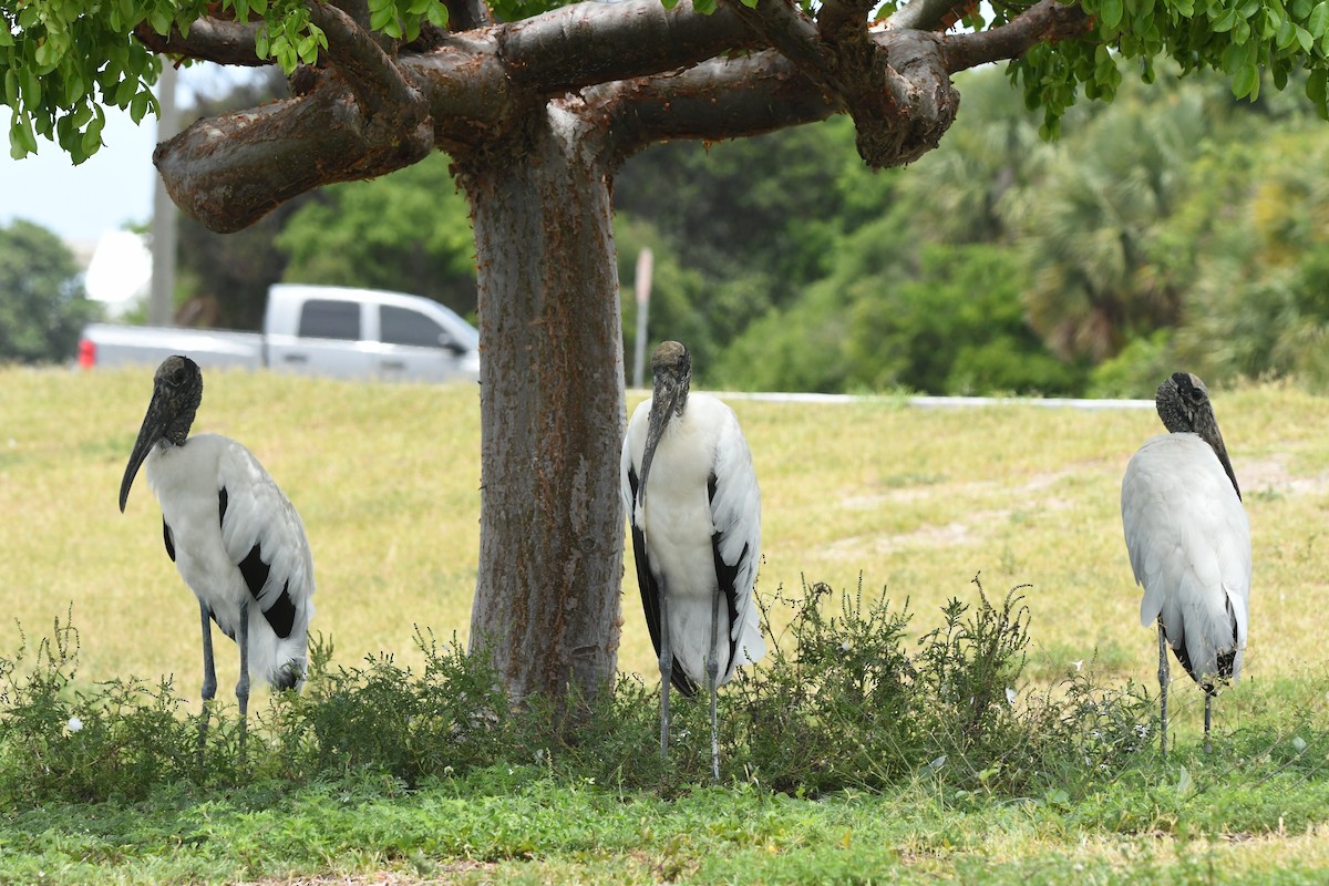 Wood Stork - ML641259169