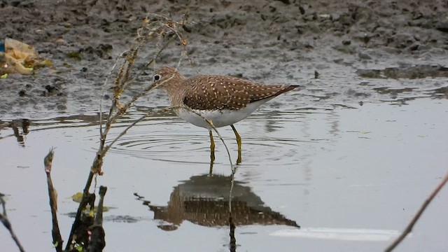 Solitary Sandpiper - ML641259177
