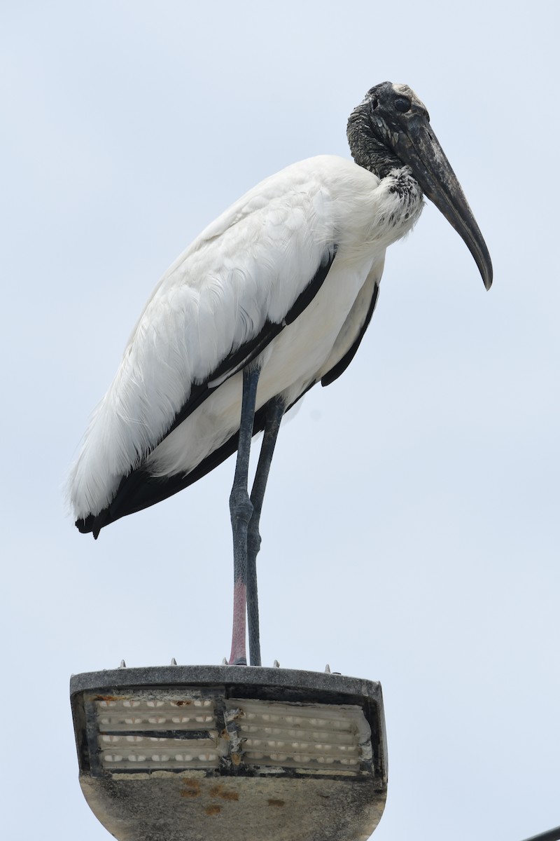 Wood Stork - ML641259178
