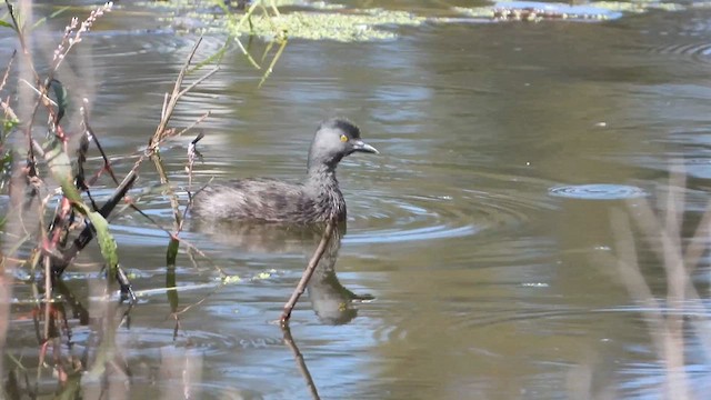 Least Grebe - ML641259181