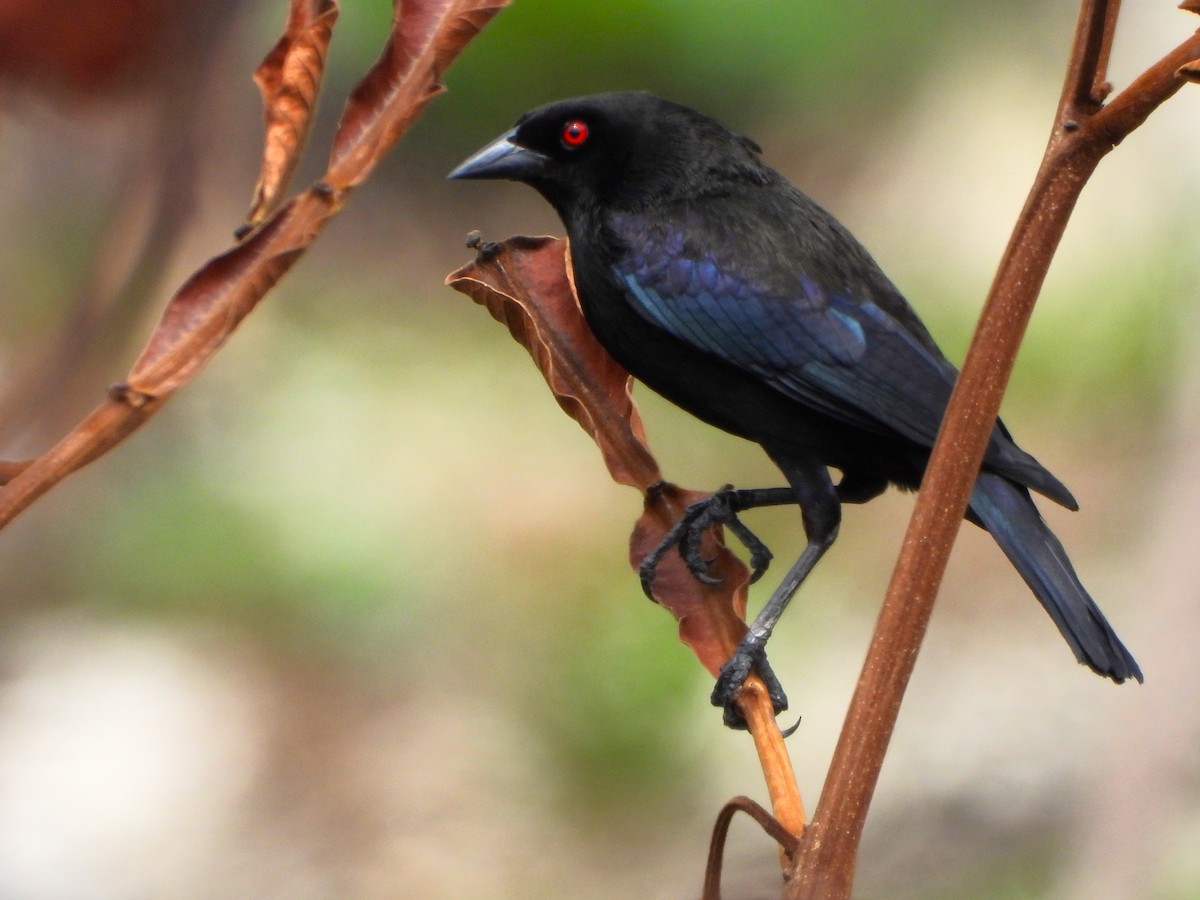 Bronzed Cowbird - ML641259183