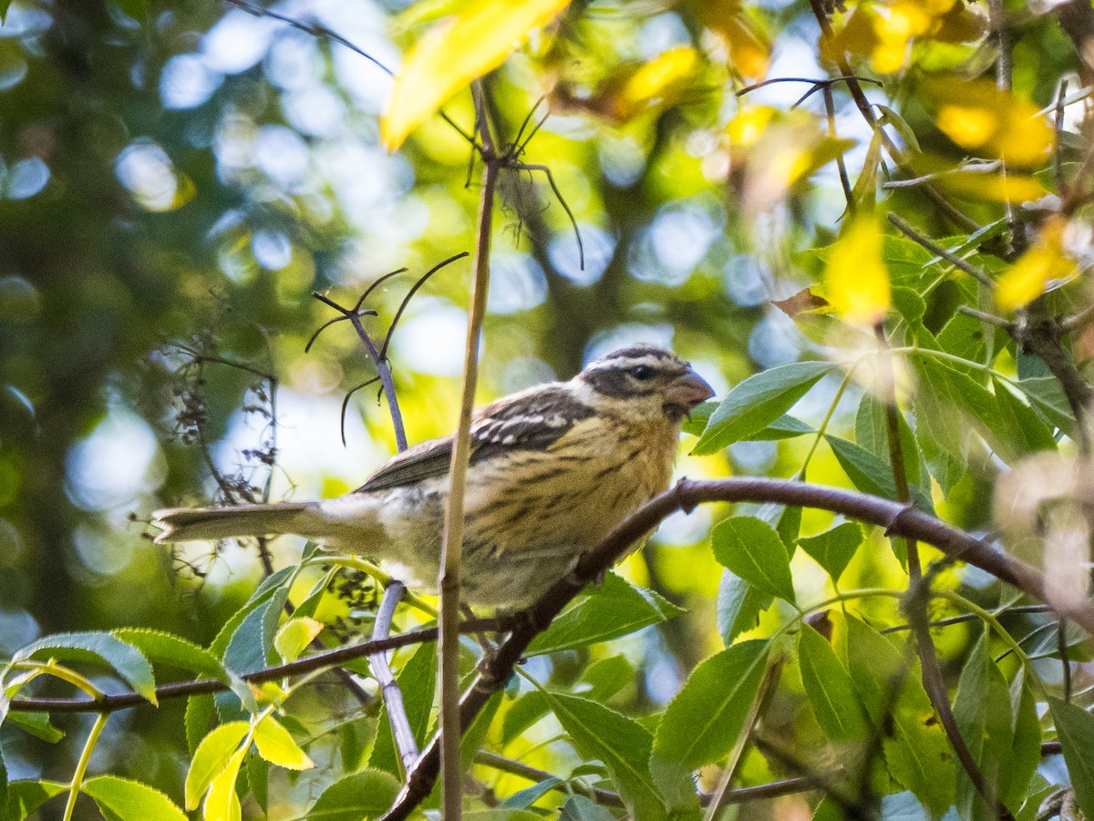 Black-headed Grosbeak - ML641259219