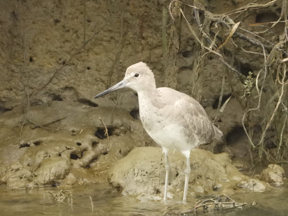 Willet - ML641259220