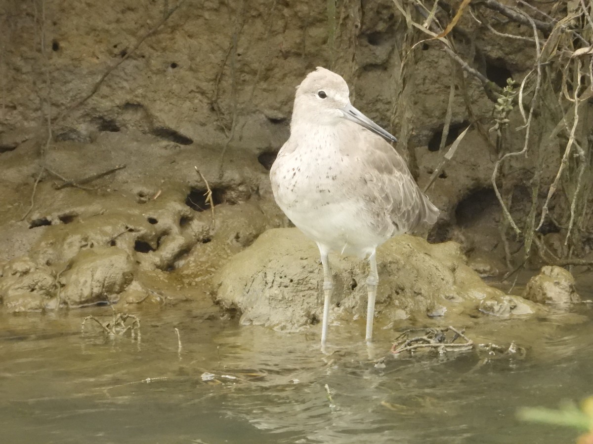 Willet - ML641259221