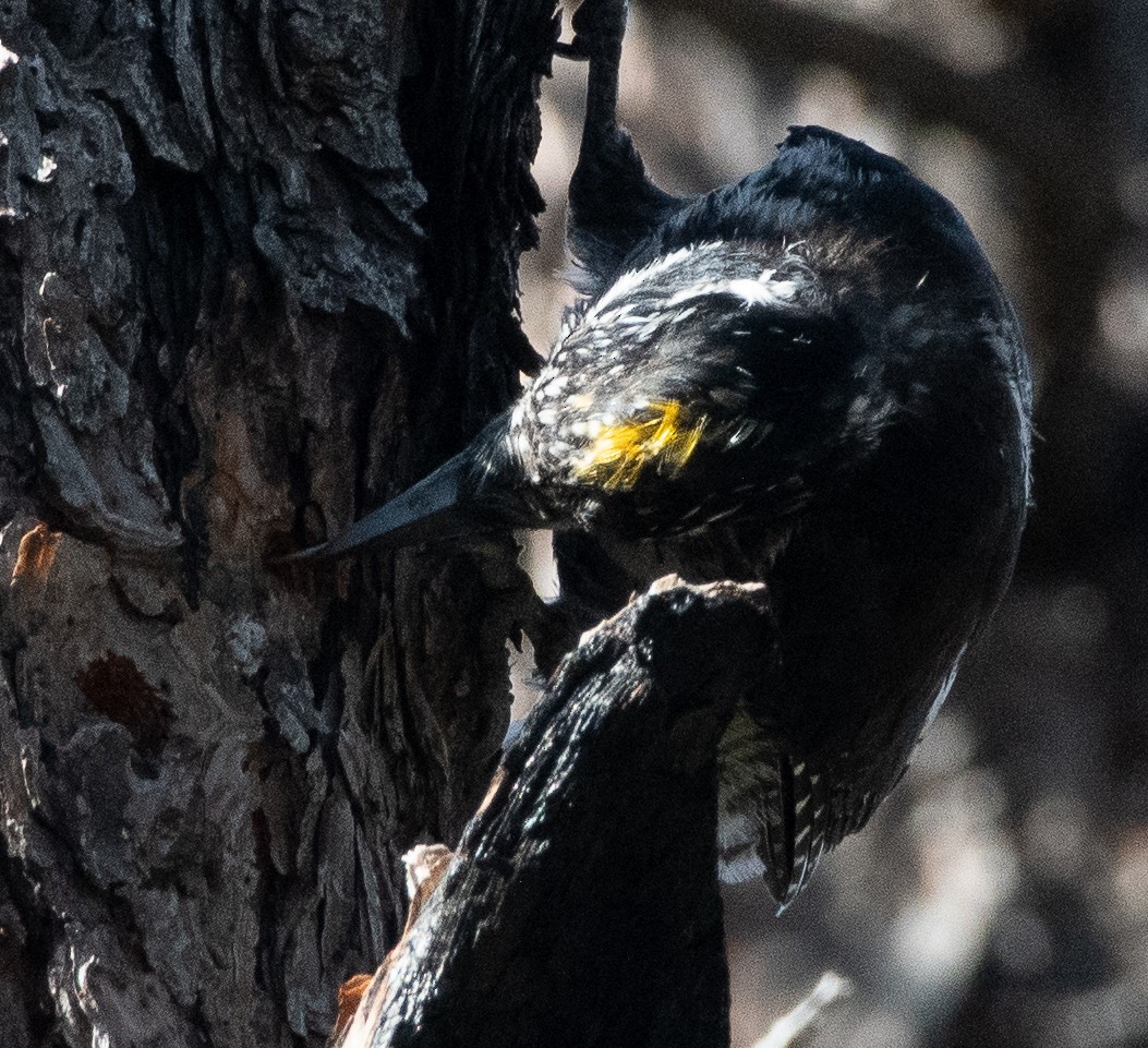 American Three-toed Woodpecker - ML641259227