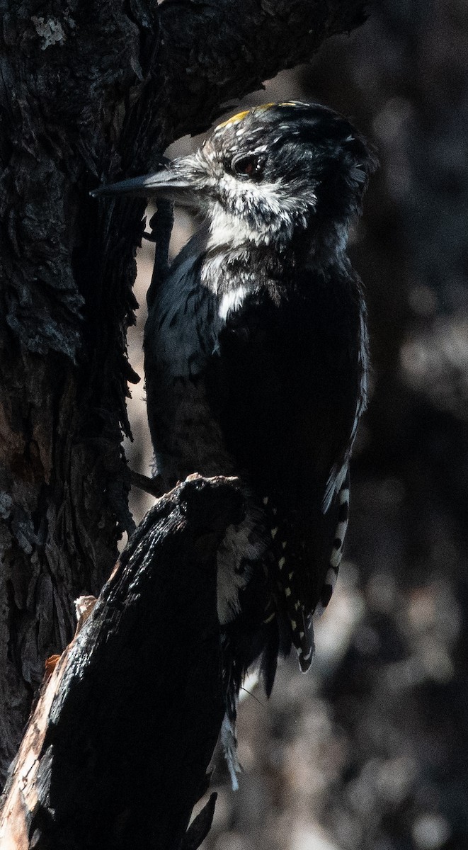 American Three-toed Woodpecker - ML641259228