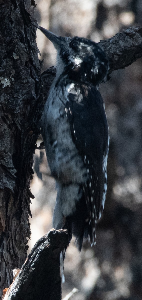 American Three-toed Woodpecker - ML641259229