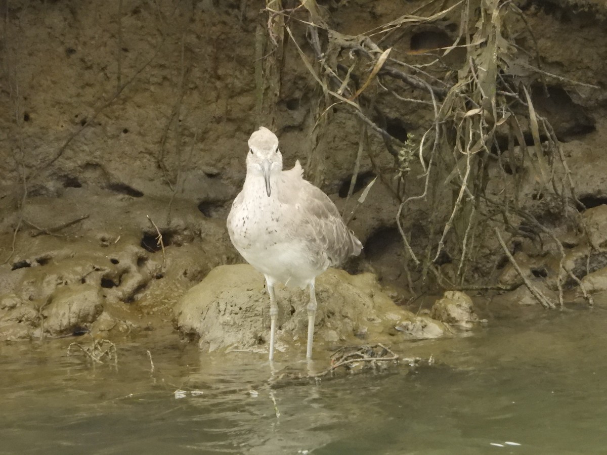Willet - ML641259230