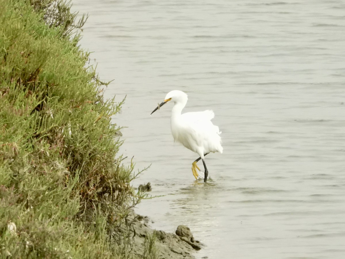 Snowy Egret - ML641259244
