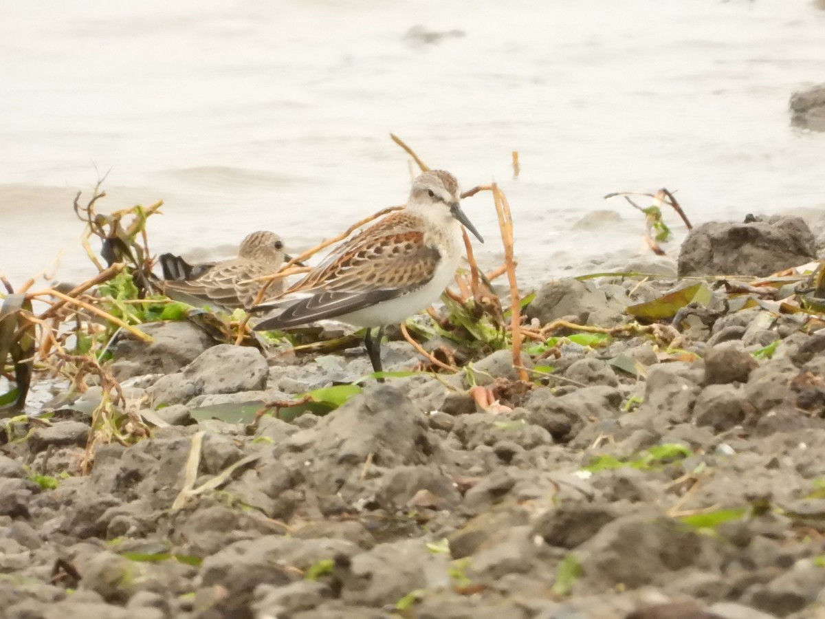 Western Sandpiper - ML641259263