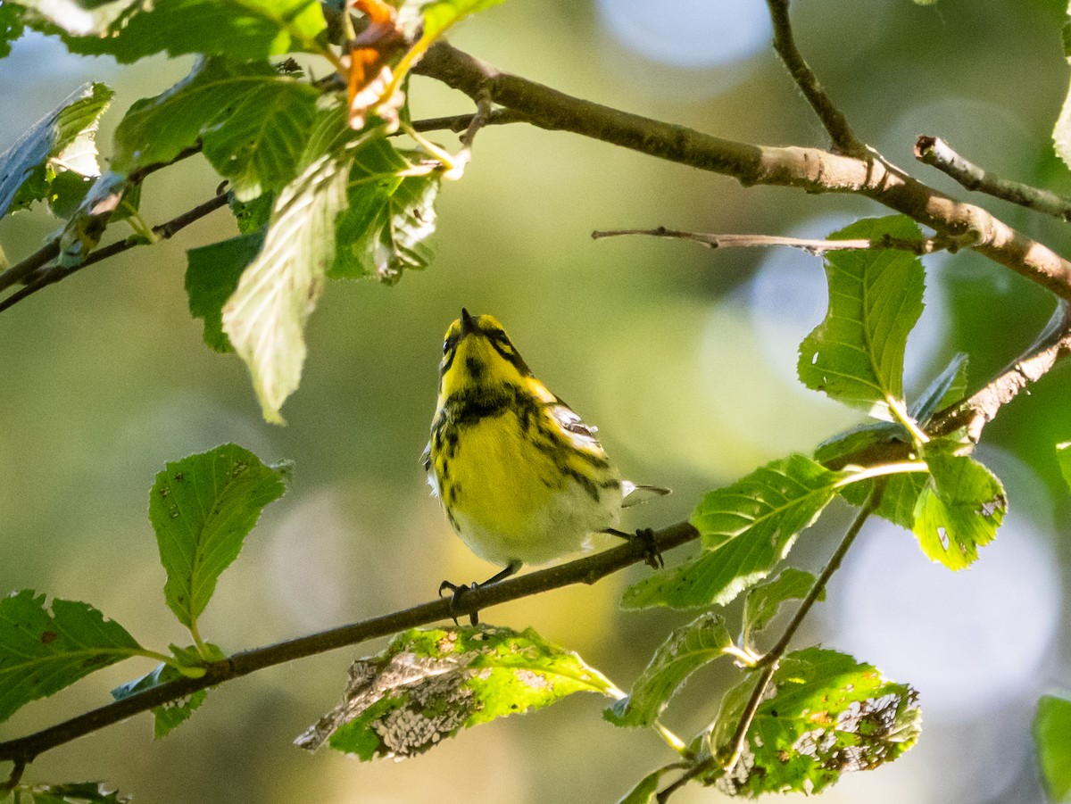 Townsend's Warbler - ML641259266