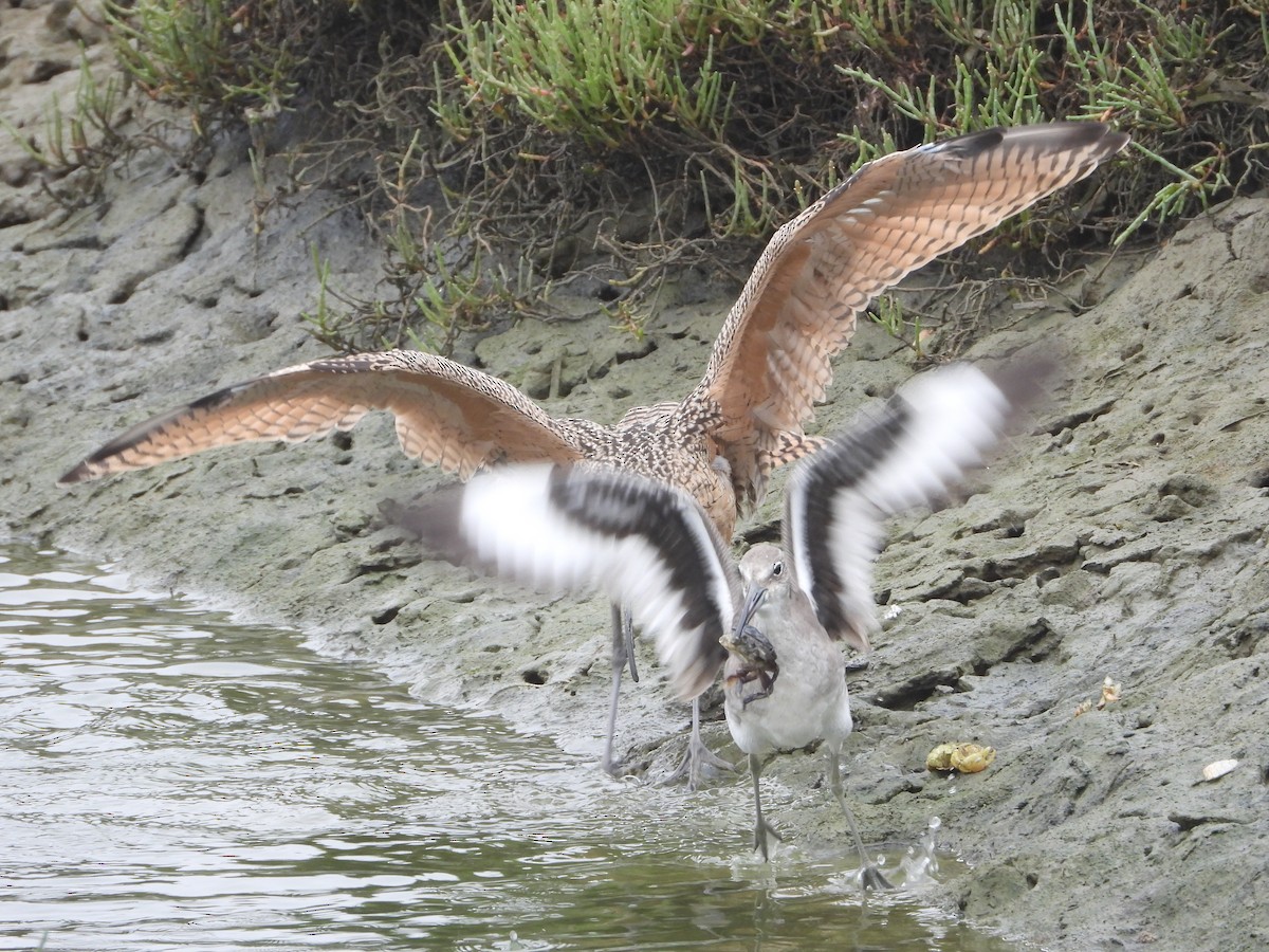 Long-billed Curlew - ML641259289