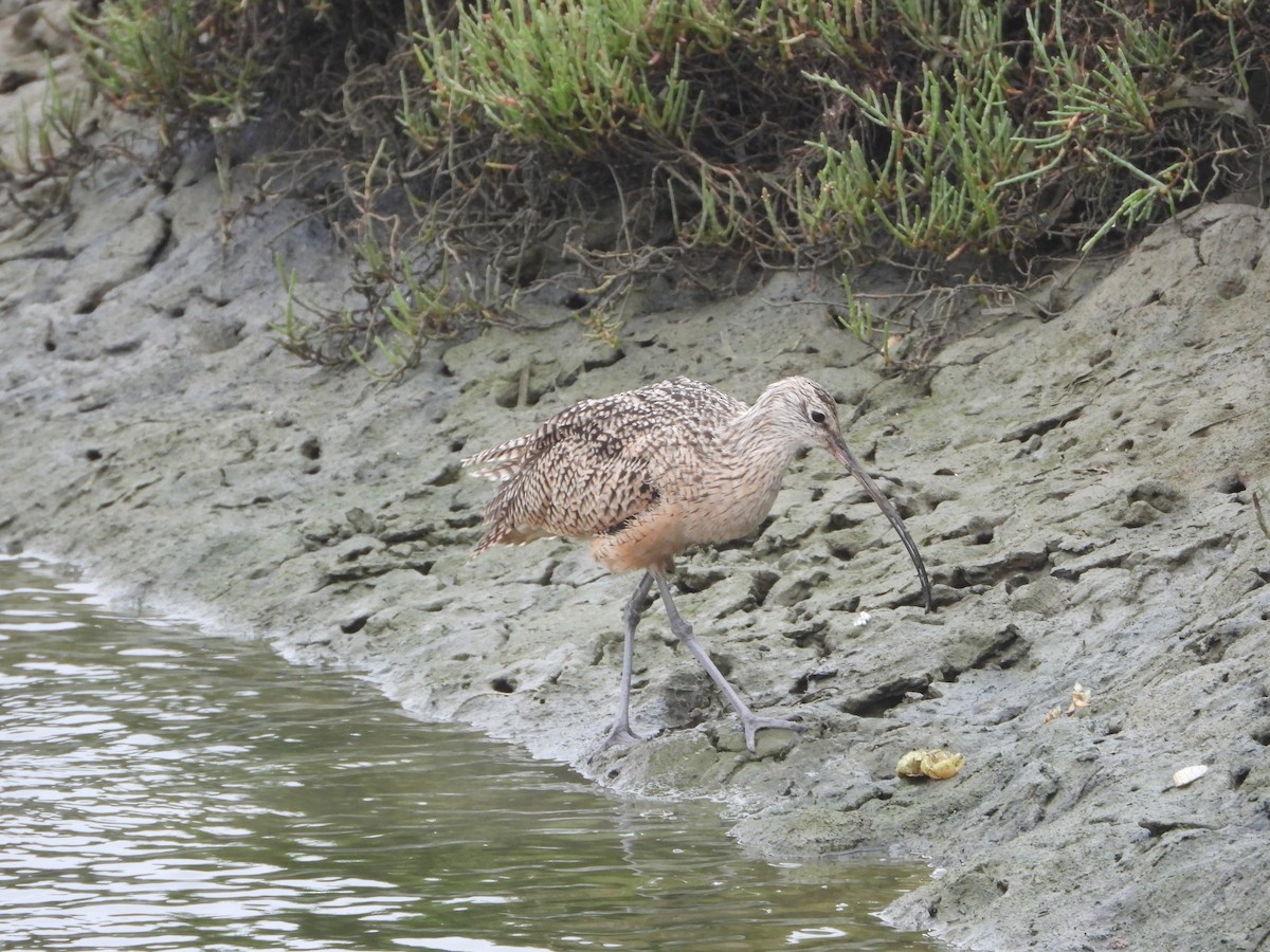 Long-billed Curlew - ML641259291