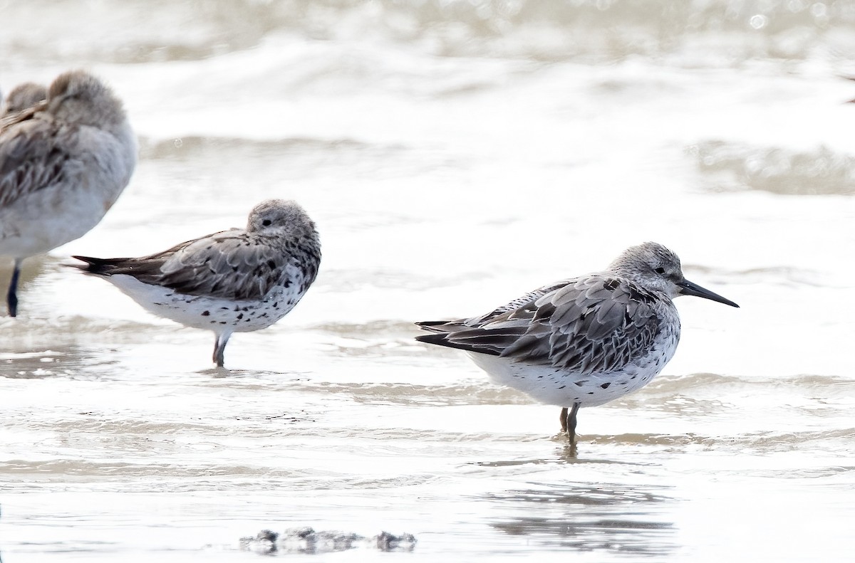 sibirsnipe - ML641259322