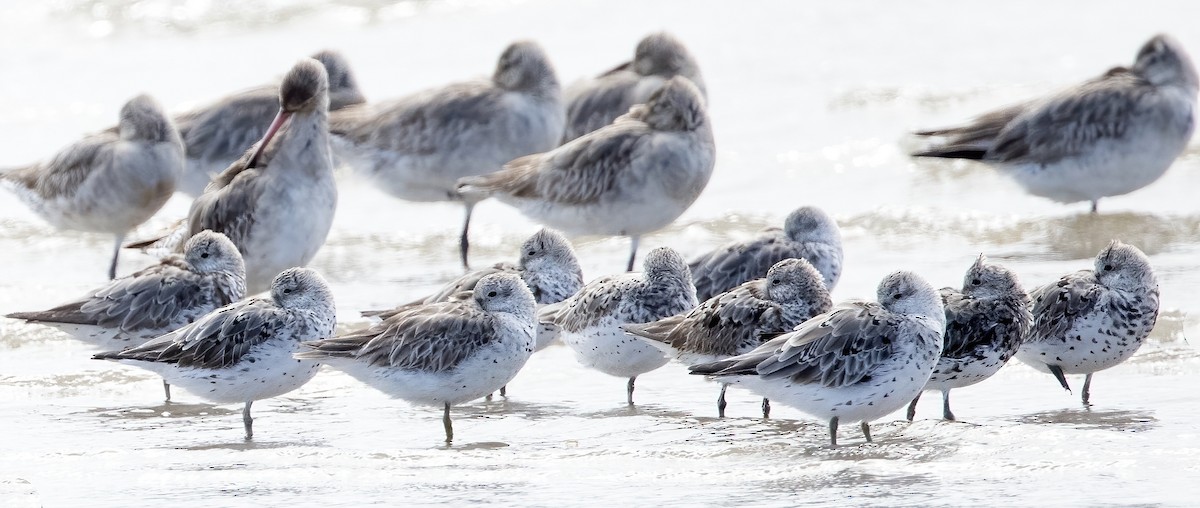 sibirsnipe - ML641259323