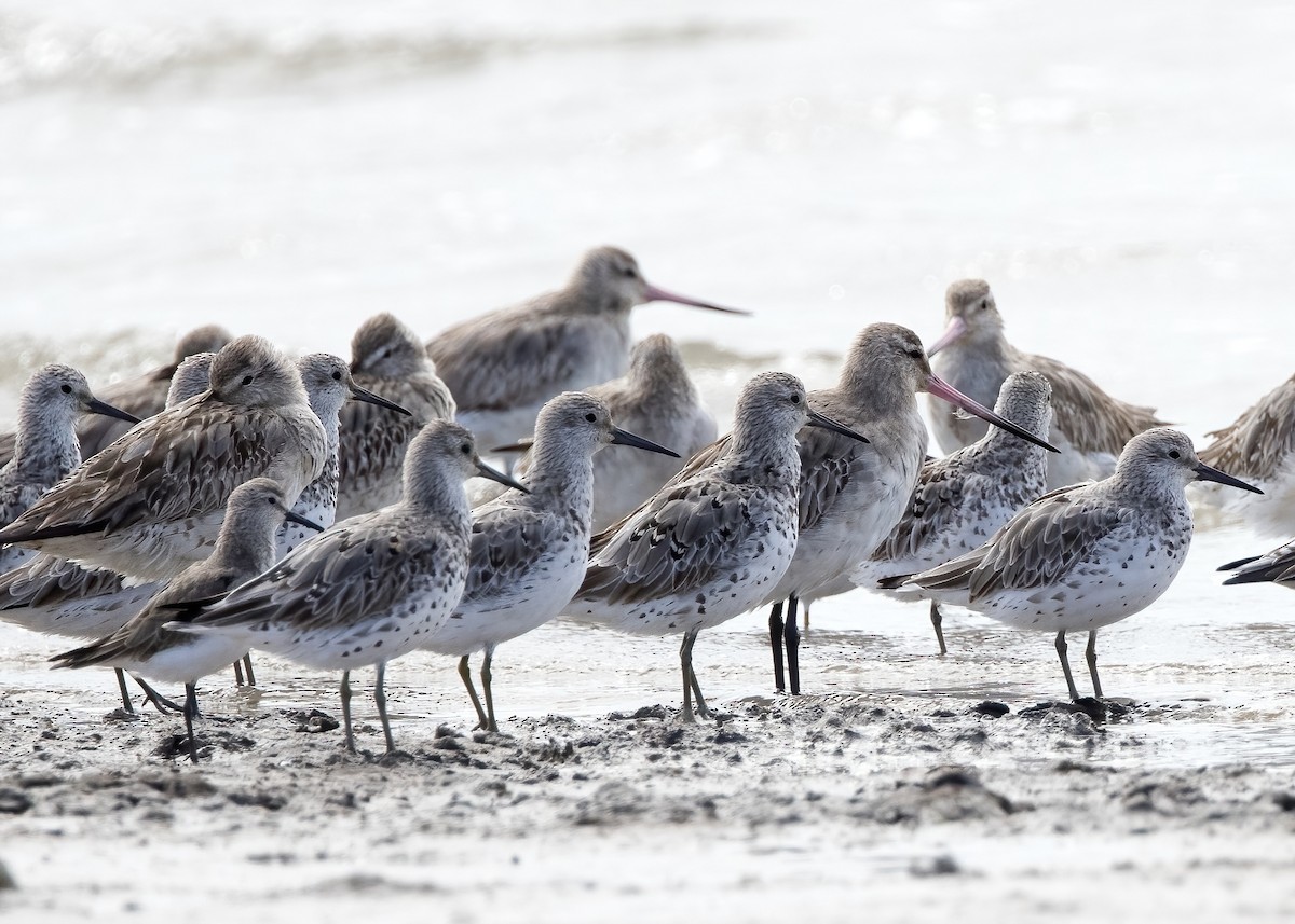 sibirsnipe - ML641259326